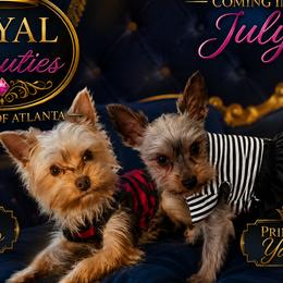 Yorkshire Terriers from Royal Beauties Yorkies of Atlanta