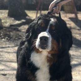 Whistle - Bernese Mountain Dog