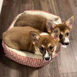 Pembroke Welsh Corgi puppies from Elderwood Farms