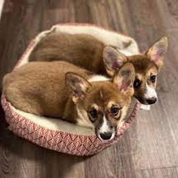Pembroke Welsh Corgi puppies from Elderwood Farms