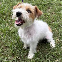 Girl 1 - female Russell Terrier puppy in Ocala, Florida from Jumping Jacks Russells