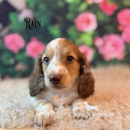 Rain - Cream male Dachshund puppy in Rainier, Oregon from Doxies in Wonderland