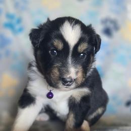 Maple - Black tri-color female Australian Shepherd puppy in Russellville, Kentucky from Page Family Homestead