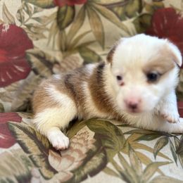 Adam - Red merle and white American Corgi puppy in Bethany, Connecticut from Wetmore Corgis