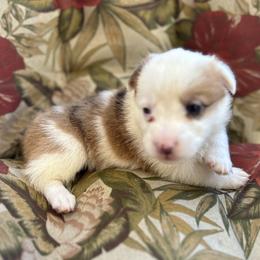 Adam - Red merle and white American Corgi puppy in Bethany, Connecticut from Wetmore Corgis