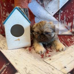 Adriana - Liver female Shih Tzu puppy in Success, Missouri from Sweet Success