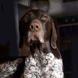 GUSTAV - German Shorthaired Pointer