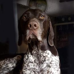 GUSTAV - German Shorthaired Pointer