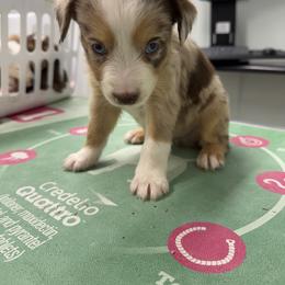 Miniature Australian Shepherd Puppies from B&B Little Aussie Gems