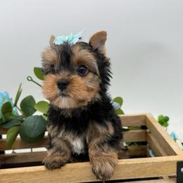 Thor - Black and gold male Yorkshire Terrier puppy in Benton, Illinois from Furry Tailz Yorkies