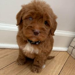 Gray collar boy, reduced price due to possible blind eye - Red  male Goldendoodle puppy in Ridgewood, New Jersey from Jessie’s Doodles