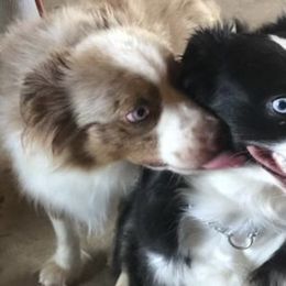 Miniature American Shepherds, Miniature Australian Shepherds, Pomeranians, Poodles, and Toy Australian Shepherds from Lil Aussie Posse
