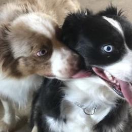 Miniature American Shepherds, Miniature Australian Shepherds, Pomeranians, Poodles, and Toy Australian Shepherds from Lil Aussie Posse