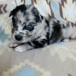 Boy 2 - Blue merle male Australian Shepherd puppy in Oklahoma from DRB Dachshunds