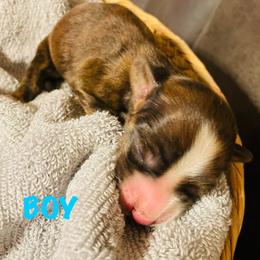 Diva - Brindle male Dachshund puppy in Petersburg, Virginia from Wiggle Waddle Dachshunds