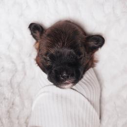 Dopey (Blue Collar) - Red male Shihpoo puppy in Las Vegas, Nevada from Plush Toy Poodle Puppies & Pals