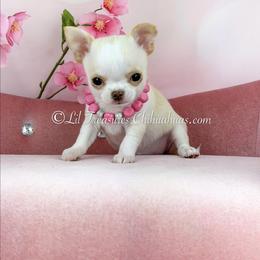 Tiny Tyla - Cream and white female Chihuahua puppy in Anderson, South Carolina from Lil Treasures Chihuahuas