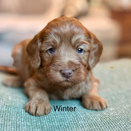 Winter - Caramel red male Australian Labradoodle puppy in Anderson, California from Shaggy Doodles