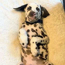 Dalmatian Puppies from Sublime Dalmatians