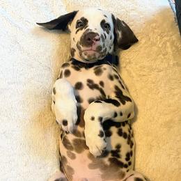 Dalmatian Puppies from Sublime Dalmatians