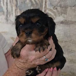 Mopsy - Black and tan female Cavalier King Charles Spaniel puppy in Las Cruces, New Mexico from Moongate Cavaliers