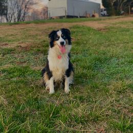 Jolene - Australian Shepherd