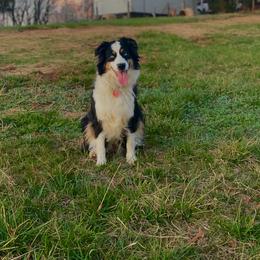 Jolene - Australian Shepherd