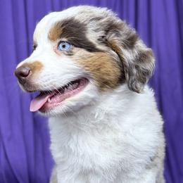 Liberty - Blue merle female Miniature Australian Shepherd puppy in Granbury, Texas from Jubilee Acres