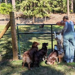 Australian Shepherd All Grown Up from BWild Australian Shepherds