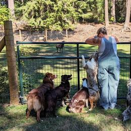 Australian Shepherd All Grown Up from BWild Australian Shepherds