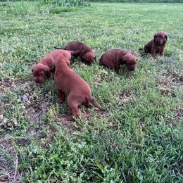 Redbone Coonhound puppies from Redbone Ranch