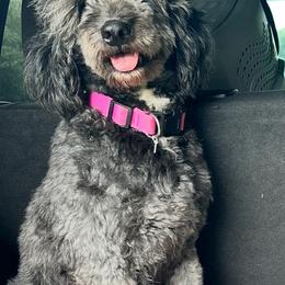 Andre - Parti female Goldendoodle puppy in Brooklyn, New York from Lyon and Luna Goldendoodles Bernedoodles