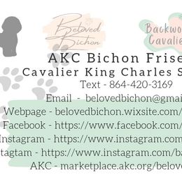 Marshmallow- Pink - Blenheim female Cavalier King Charles Spaniel puppy in Pickens, South Carolina from Beloved Bichon