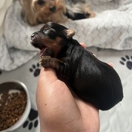 Yorkshire Terrier Puppies from KH Yorkies