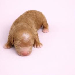 Bree - Apricot female Goldendoodle puppy in Willacoochee, Georgia from Kitandkboodle's Doodles