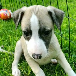 Rocket - Fawn Whippet puppy in Delaware, Ohio from Unionblue Whippets