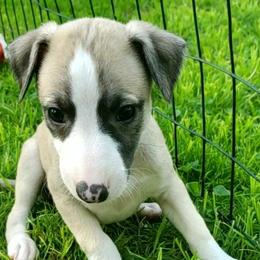 Rocket - Fawn Whippet puppy in Delaware, Ohio from Unionblue Whippets