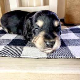 Cappuccino Black and cream male - Black and cream male Dachshund puppy in Wylie, Texas from Karas Royal Dachshunds