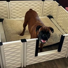 Zoey - Boxer