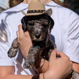Green Collar - Merle female Goldendoodle puppy in Olympia, Washington from Sinclairdoodles