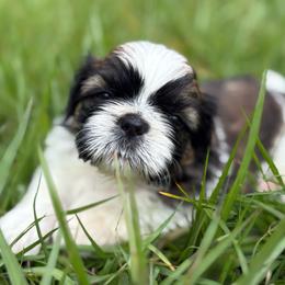 Miron - Tricolor male Shih Tzu puppy in Weeki Wachee, Florida from Svitlana Geist