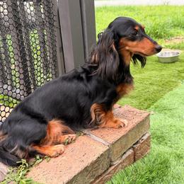 Sky - Dapple female Dachshund puppy in Southwest Ranches, Florida from Breezy Florida Dachshunds