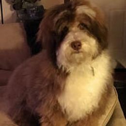 Marigold - Bernedoodle