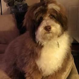 Marigold - Bernedoodle