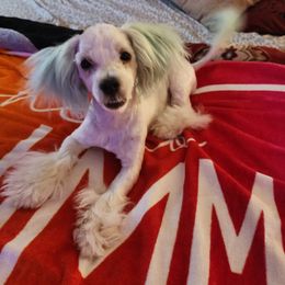 Maltese Puppies from Silver & Sapphire's Designer Puppies