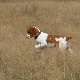 Brittany Puppies from Wind Mountain Kennels