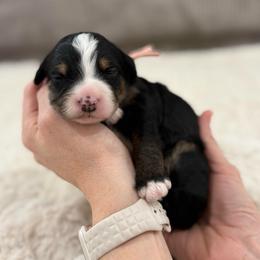 Pink Girl - Tri-color female Bernedoodle puppy in Lacey’s Spring, Alabama from Daisy's Doodles