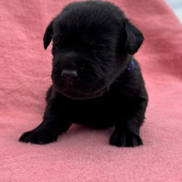 Spanky - Black male Labrador Retriever puppy in Garnett, Kansas from Timberland Creek Labradors