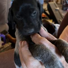 German Shorthaired Pointer Puppies from Wagoner GSP's