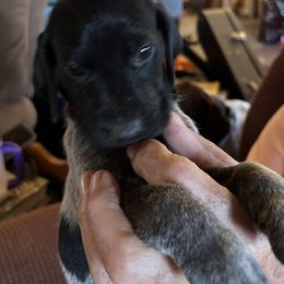 German Shorthaired Pointer Puppies from Wagoner GSP's